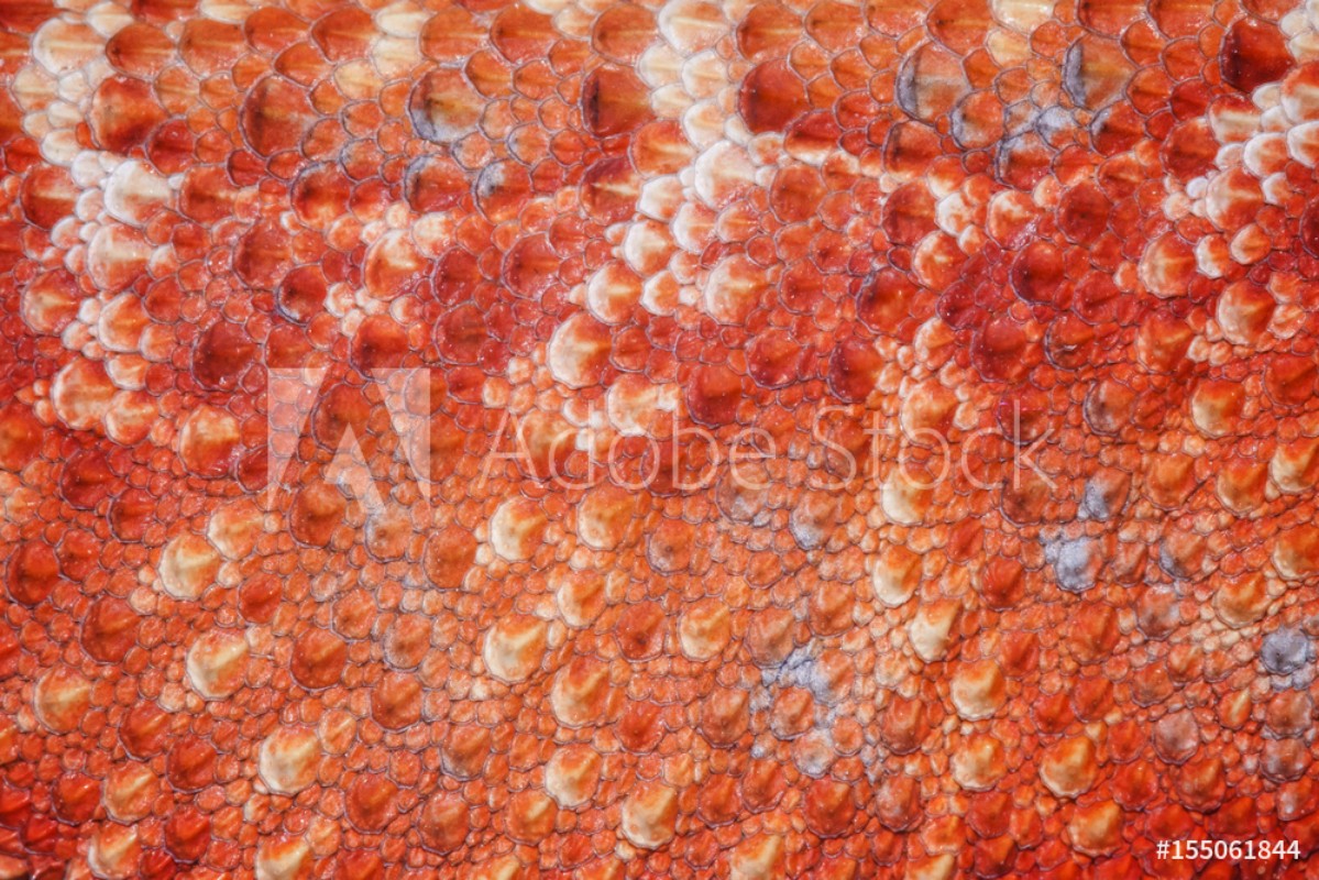 Image de Pattern scales on the skin of the Bearded Dragon Pogona vitticeps